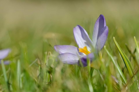 Sieber crocus or Greek dwarf crocus