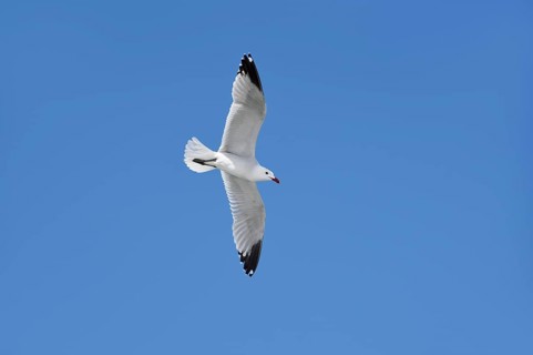 Audouin's gull