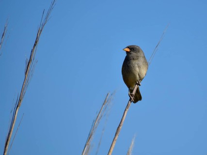 Pampas Tanager