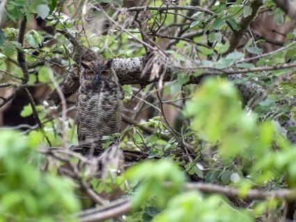 A Virginia Eagle Owl