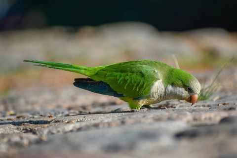 A monk parakeet