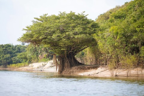 Tree on the bank of the Rio Amazonas at low water level