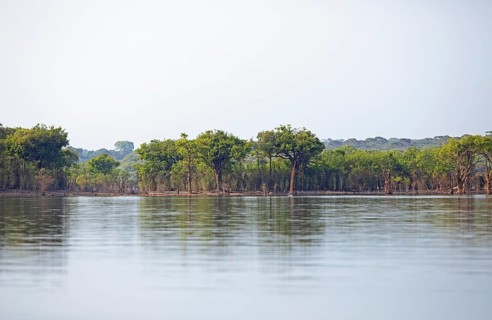 Trees on the bank of the Rio Amazonas at low water level