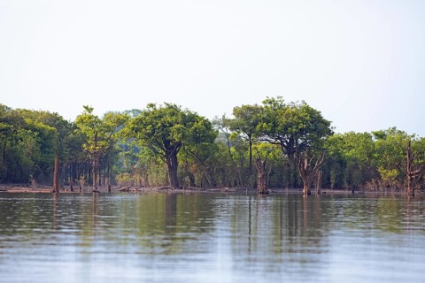 Trees on the bank of the Rio Amazonas at low water level