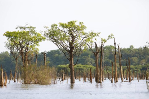 Trees in the Rio Amazonas