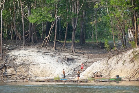 Trees on the bank of the Rio Amazonas at low water level