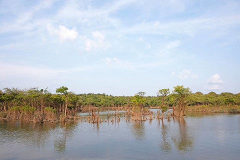 Trees in the Rio Amazonas at low water level