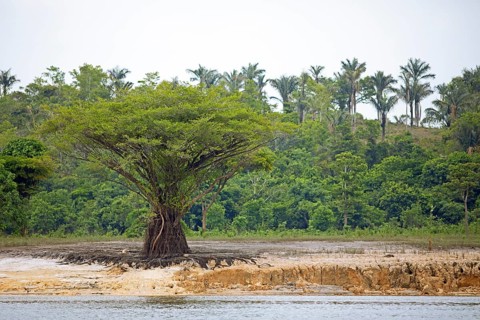 Tree on the bank of the Rio Amazonas at low water level