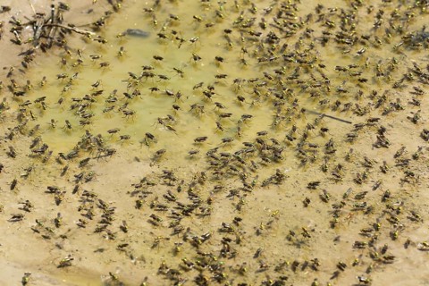 Green long-legged flies