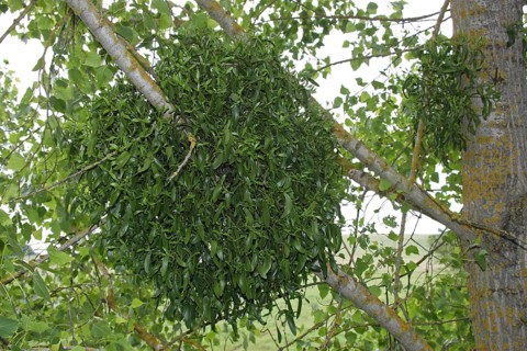 Mistletoe