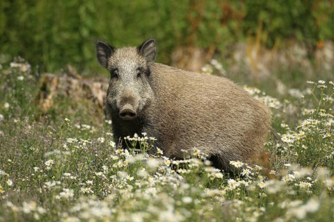Wild boar