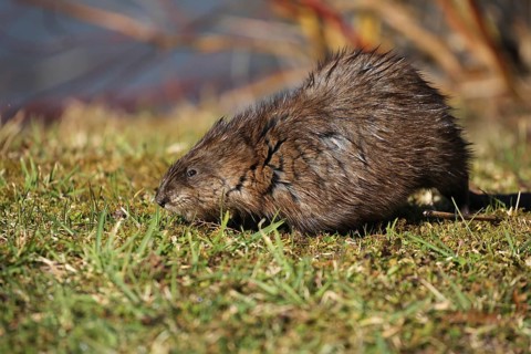 Muskrat