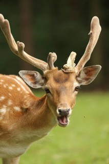 Fallow deer