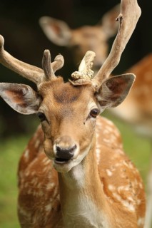 Fallow deer
