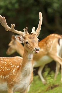 Fallow deer