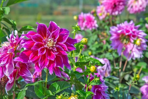 Daisy flowers in Gandhi garden srinagar