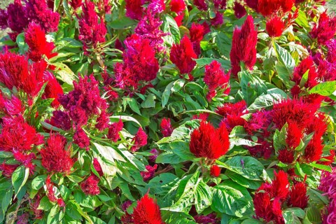 Blooming flowers in Srinagar
