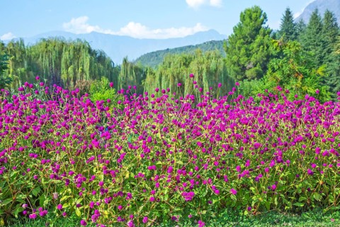 Blooming lupin