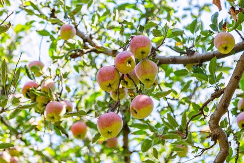 Red Apples on tree in Pahalgam
