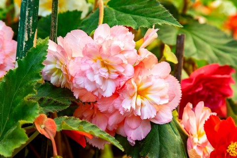 Pink begonia in full bloom at the Road Company garden Mussourie