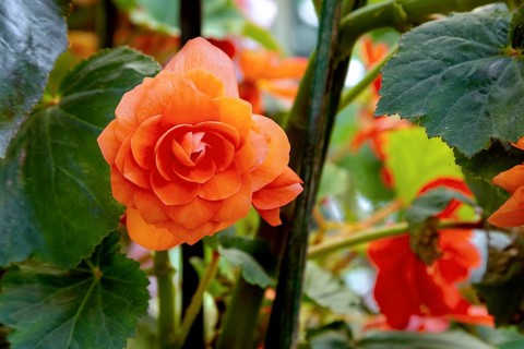 Orange begonia in full bloom at the Road Company garden Mussourie