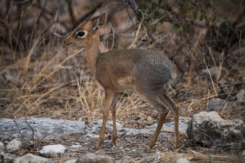 Kirk dikdik or kirk's dik-dik