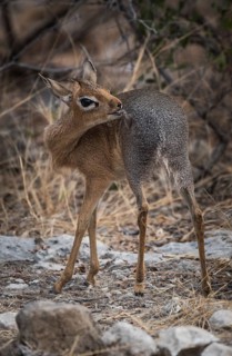 Kirk dikdik or kirk's dik-dik