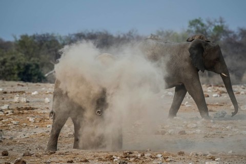 An African elephant