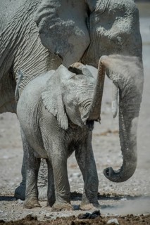 A young African elephant
