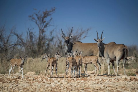 Common elands