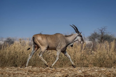 Common eland