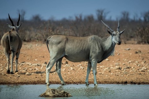 Common elands