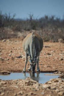 Common eland