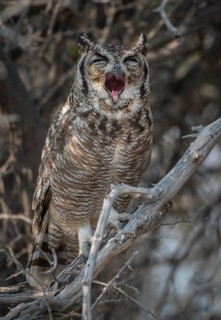 Spotted eagle-owl