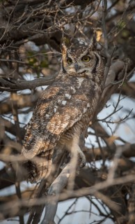 Spotted eagle-owl