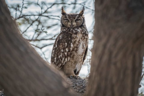 Spotted eagle-owl