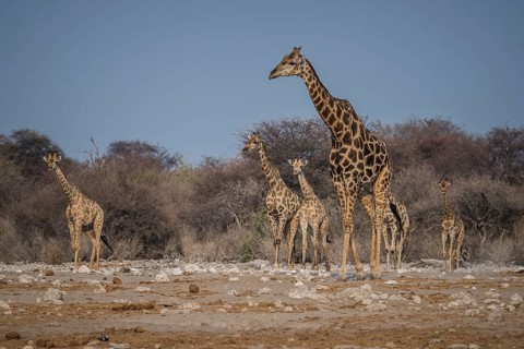 Angolan giraffes