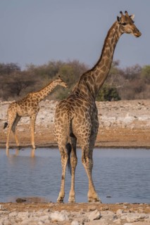 Angolan giraffes