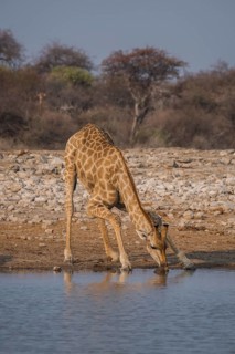 Angolan giraffe