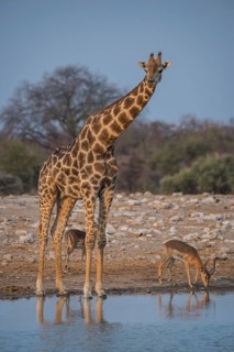 Angolan giraffe