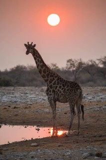 Angolan giraffe