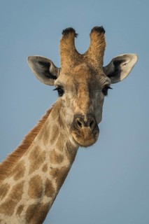 Angolan giraffe