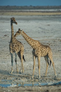 Angolan giraffes