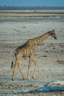 Angolan giraffe