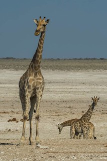 Angolan giraffes