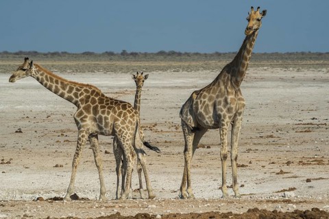 Angolan giraffes