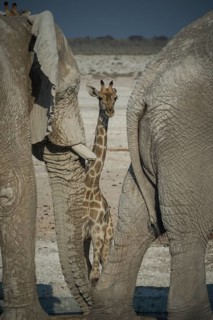 Angolan giraffe