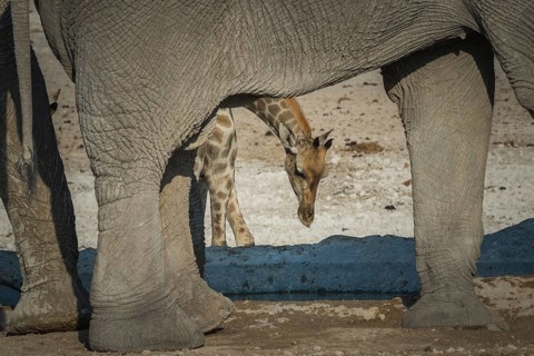 Angolan giraffe