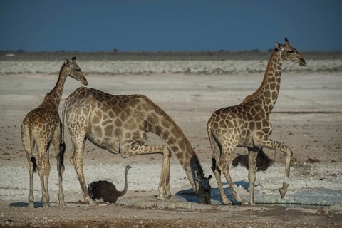 Angolan giraffes