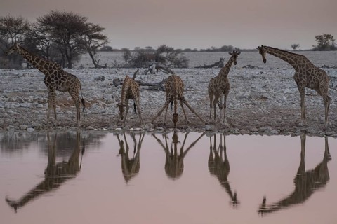 Angolan giraffes
